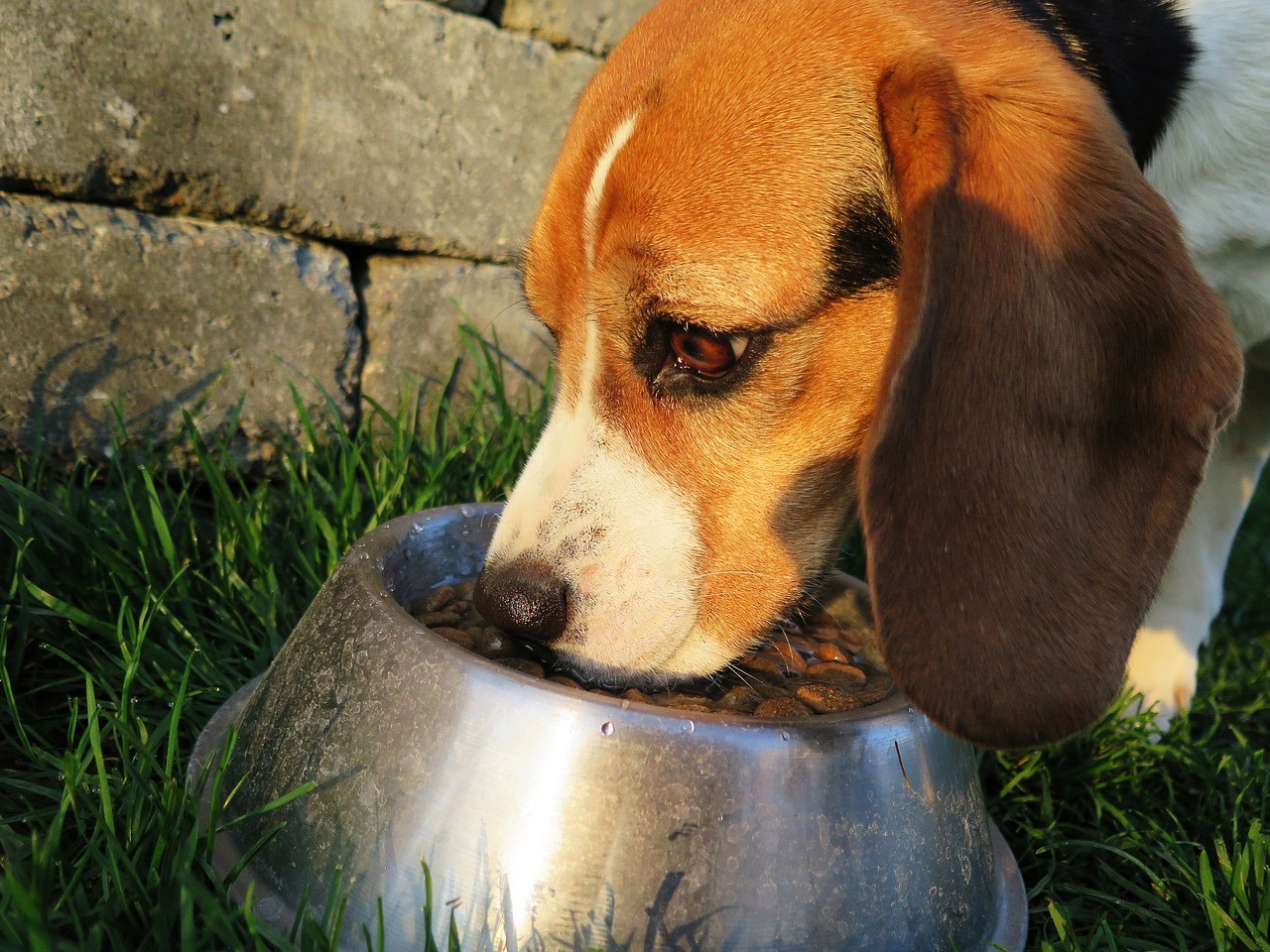 Alimentation Pour Chien