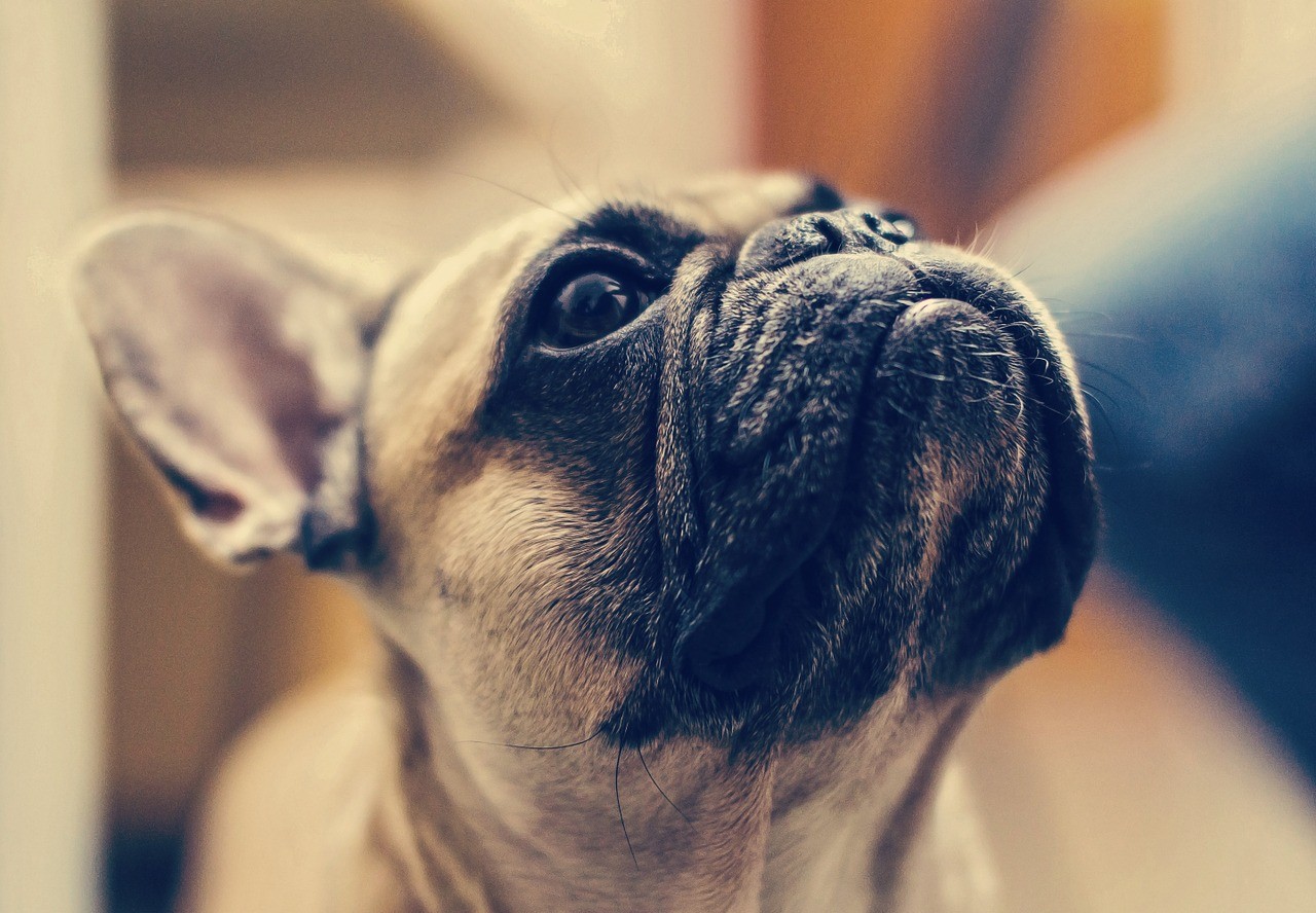 Bouledogue Français