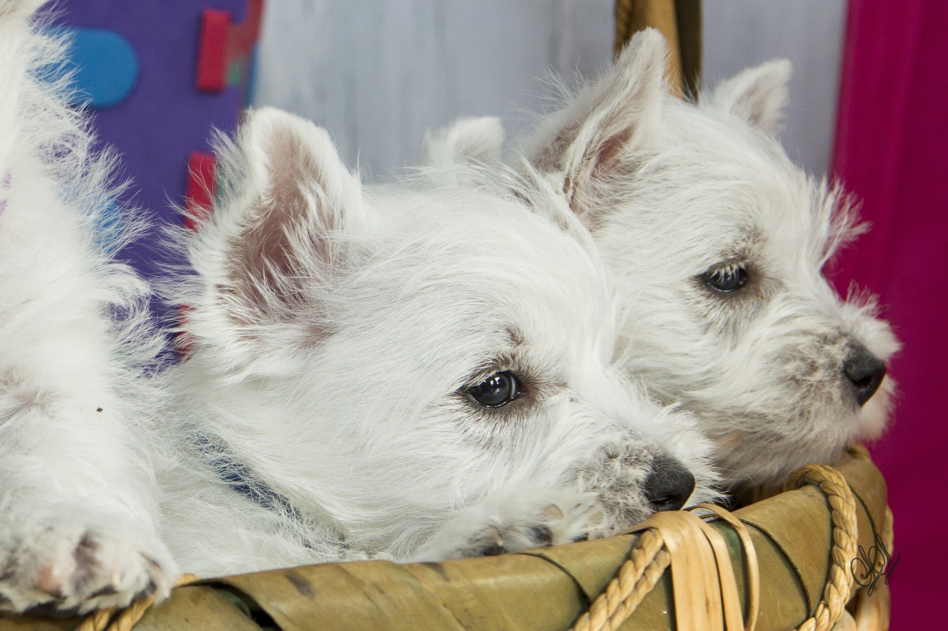chien de petite taille