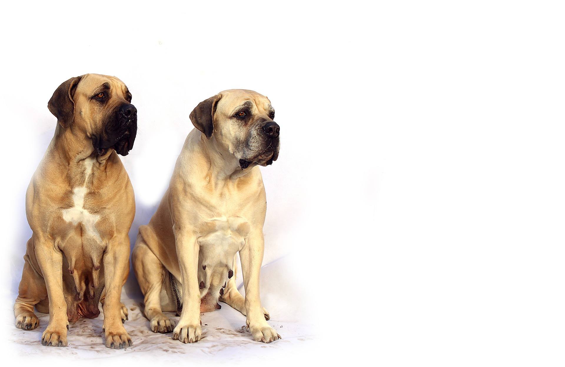 chien molosse