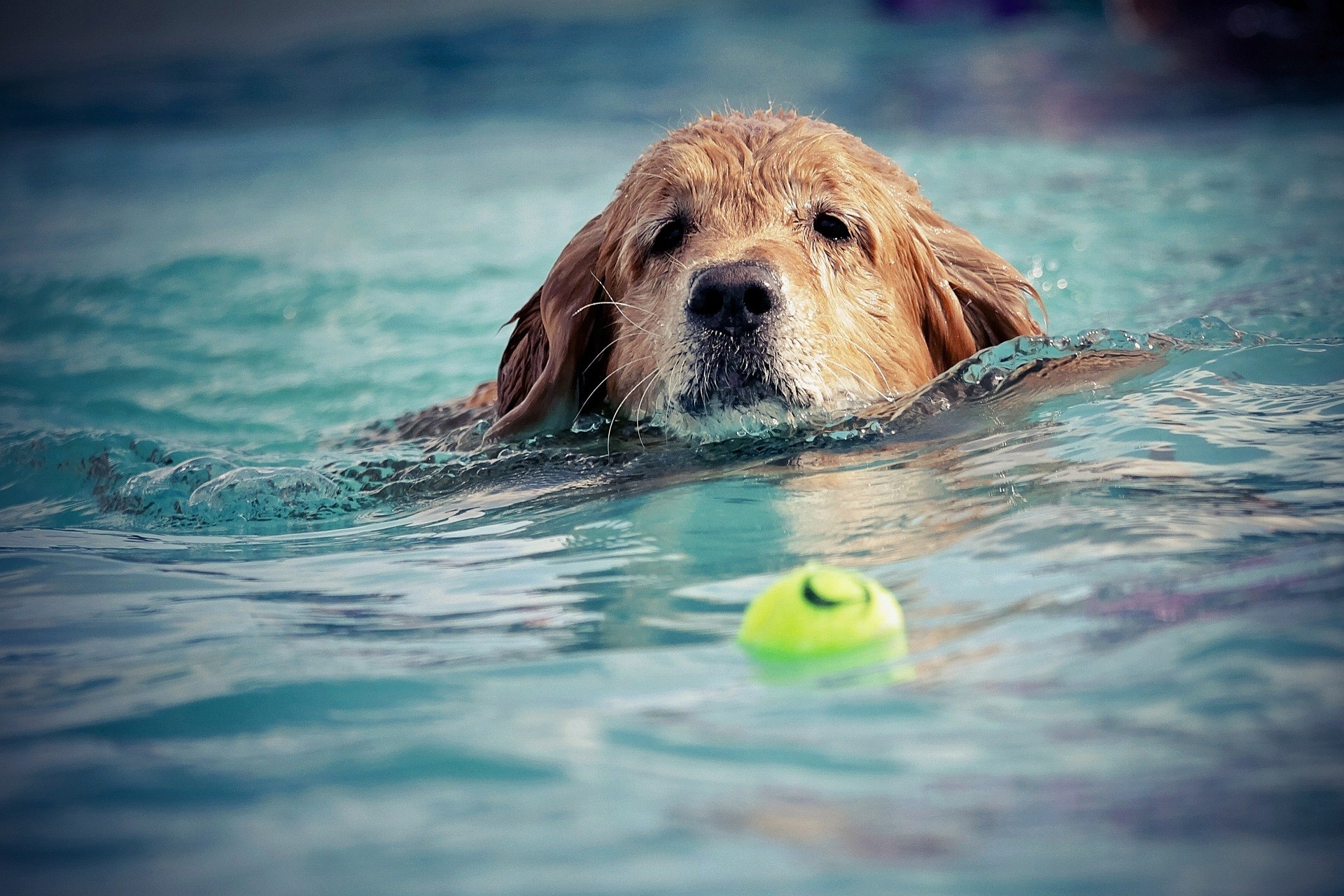 chien nageur
