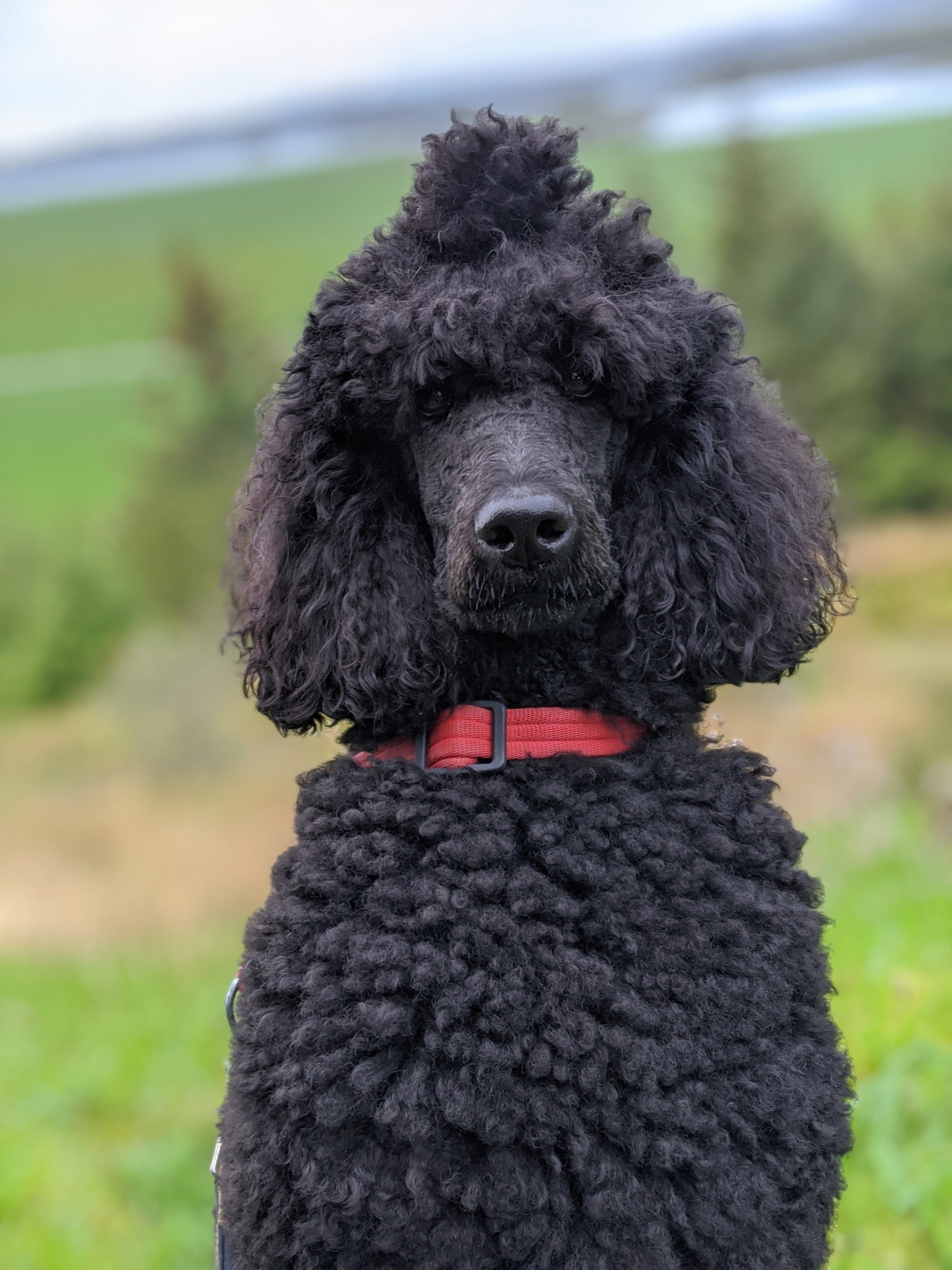 chien populaire