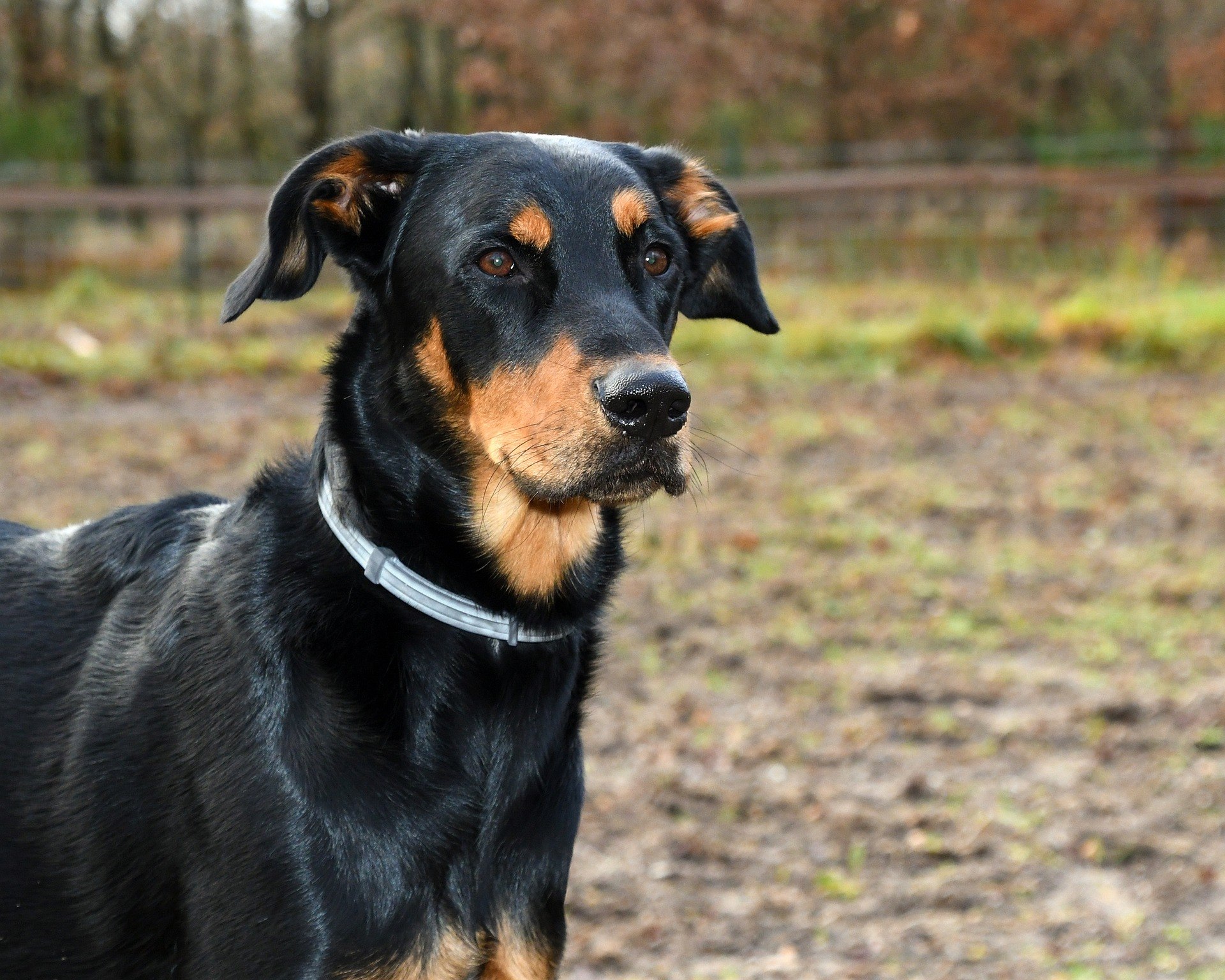 chiens de garde