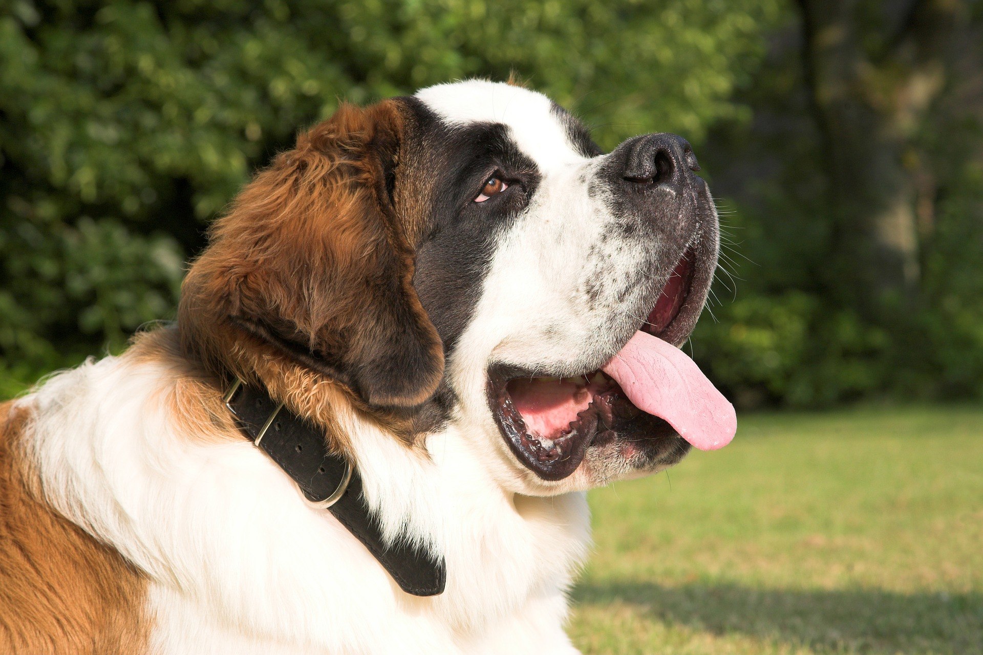 chiens géants