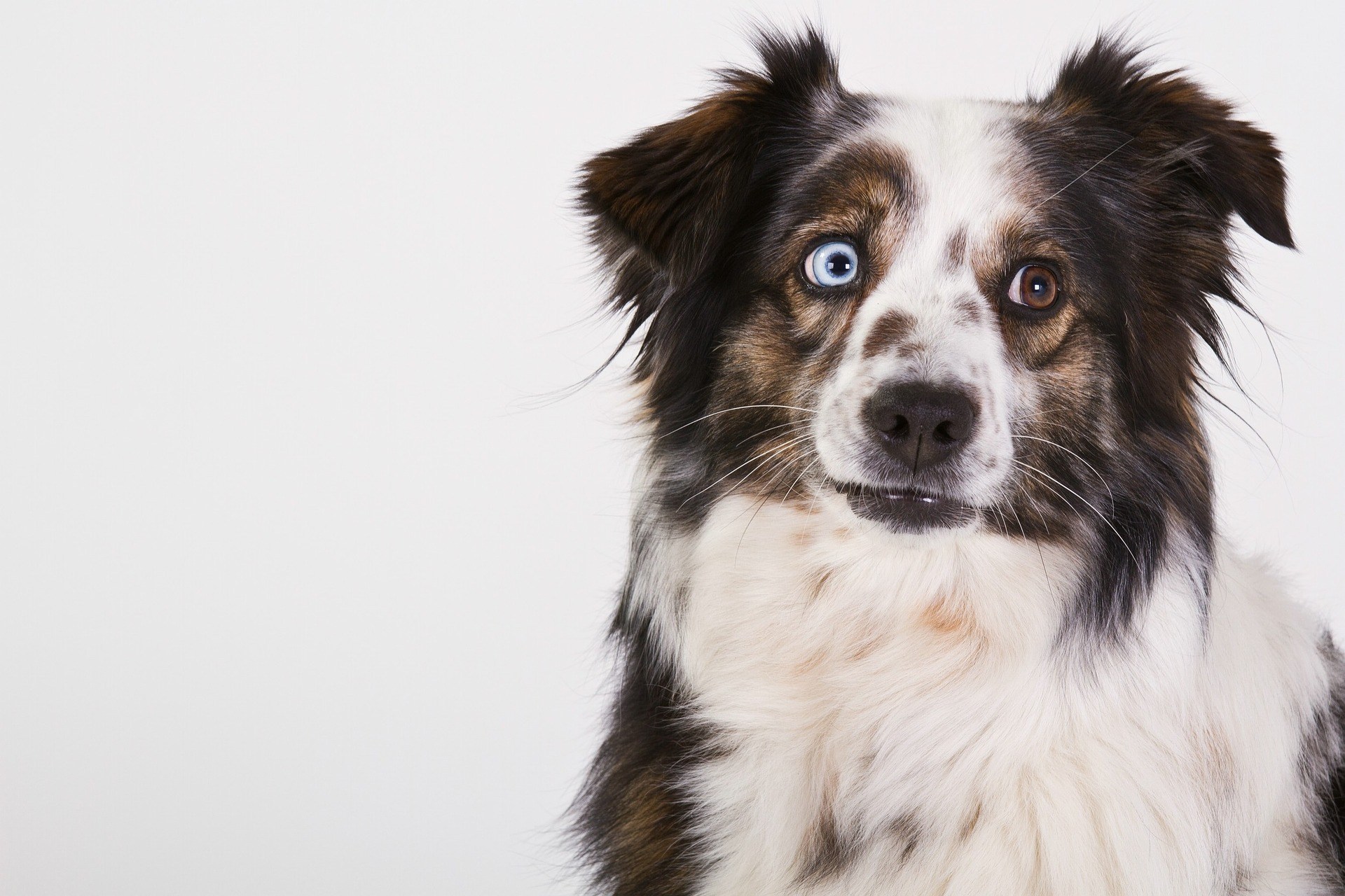 chiens merles ou arlequins