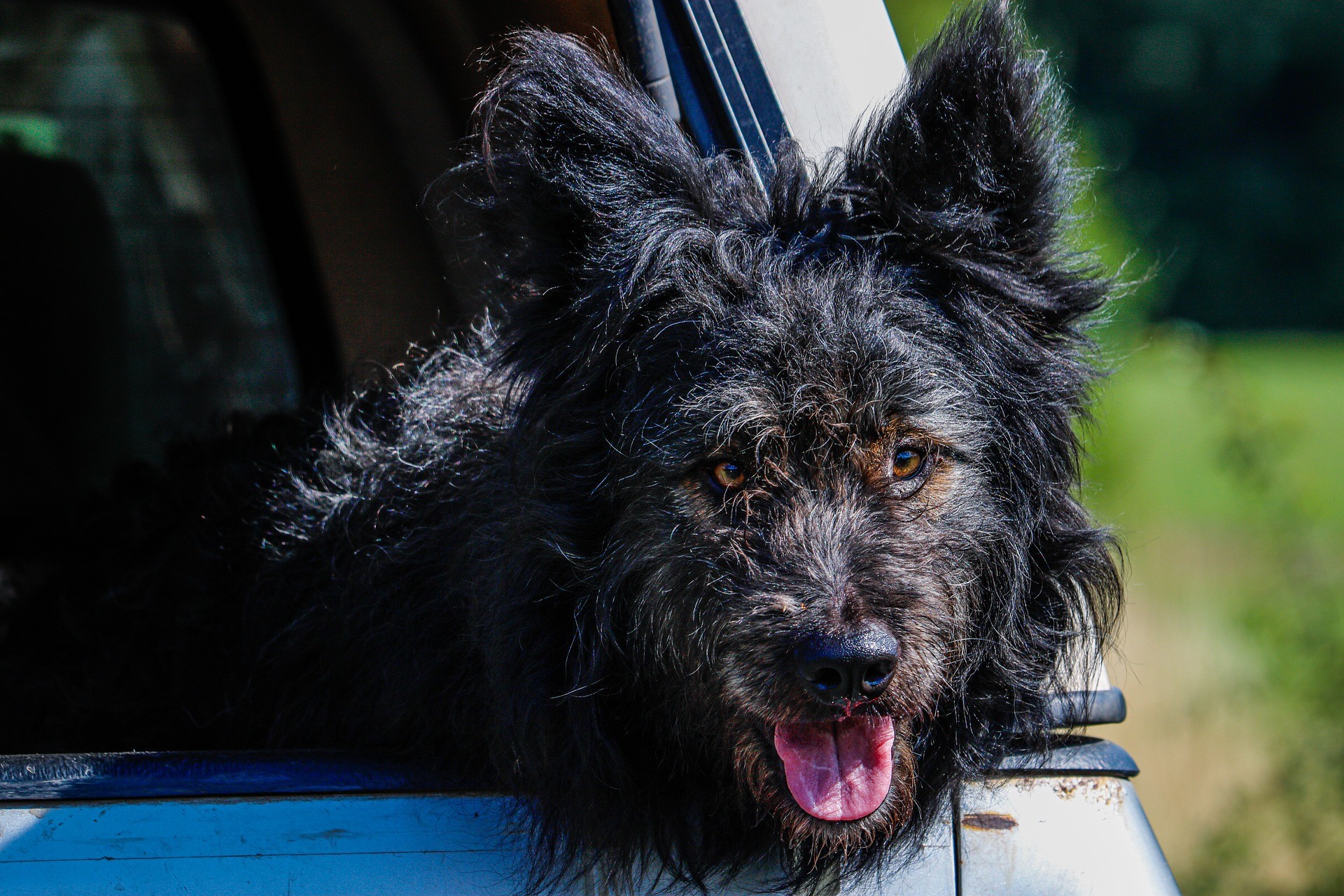 chiens rares et mystérieux