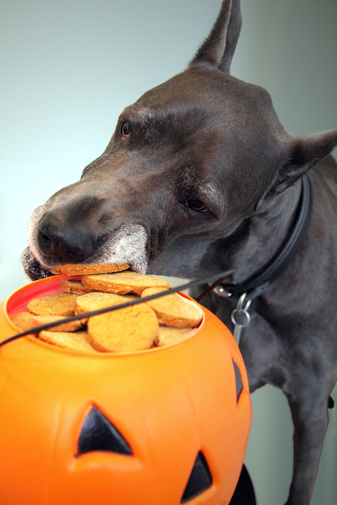 Friandises Naturelles Pour Chien