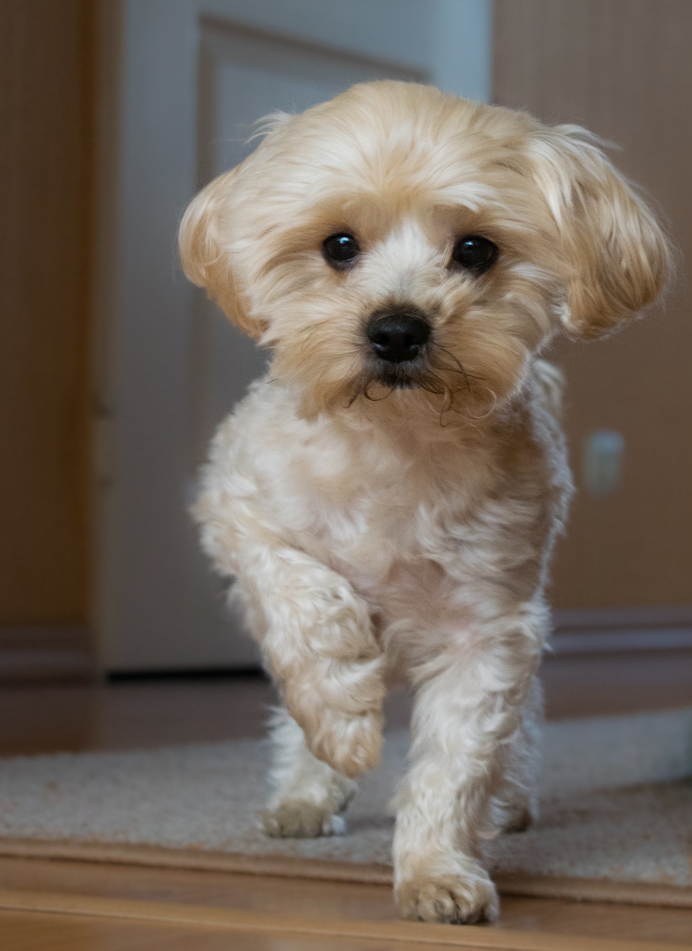 petit chien appartement