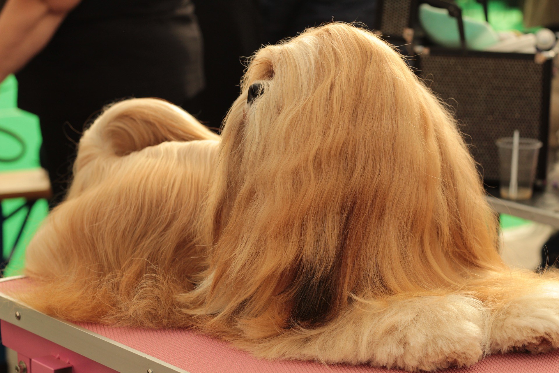 Poils chien
