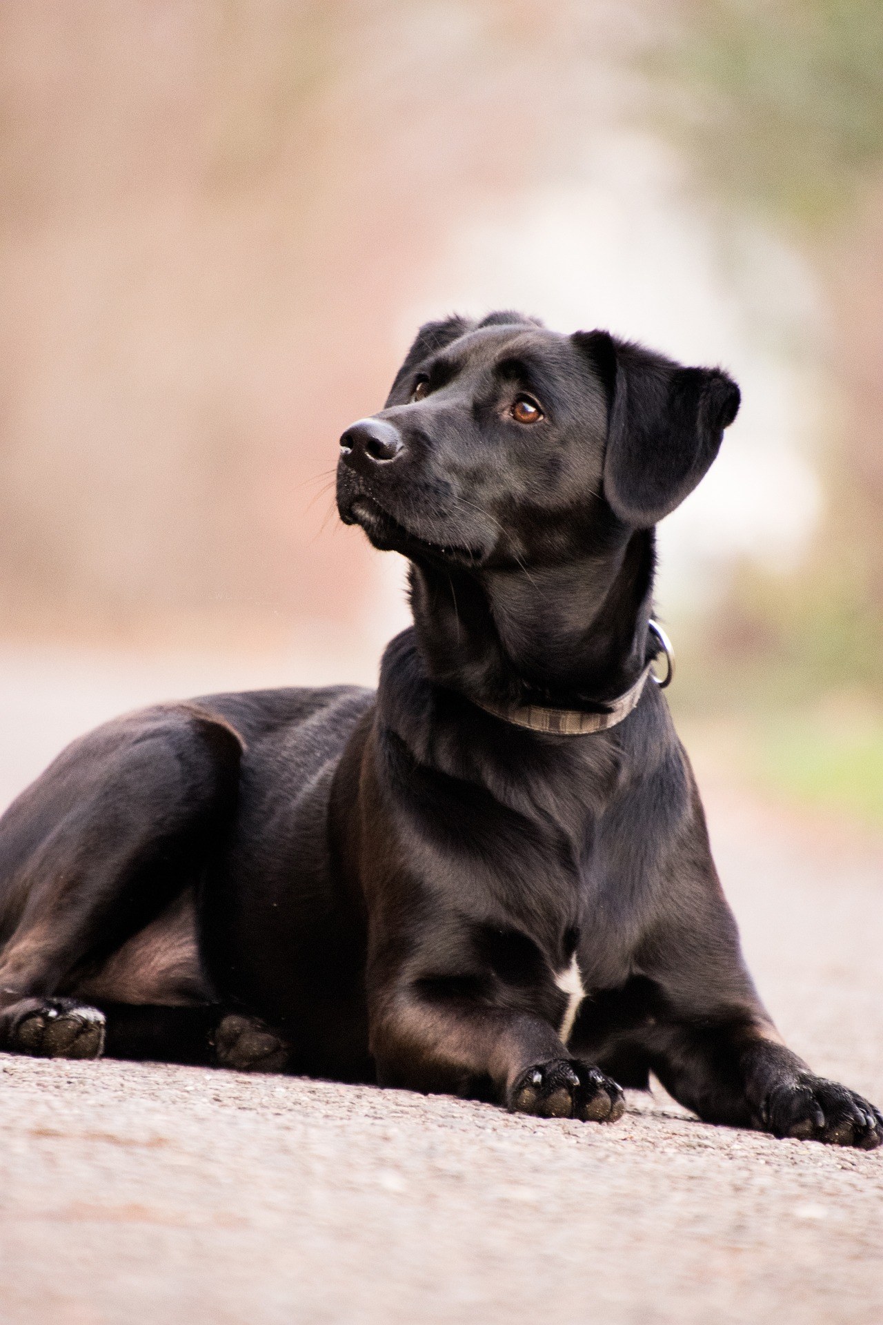 Chien noir